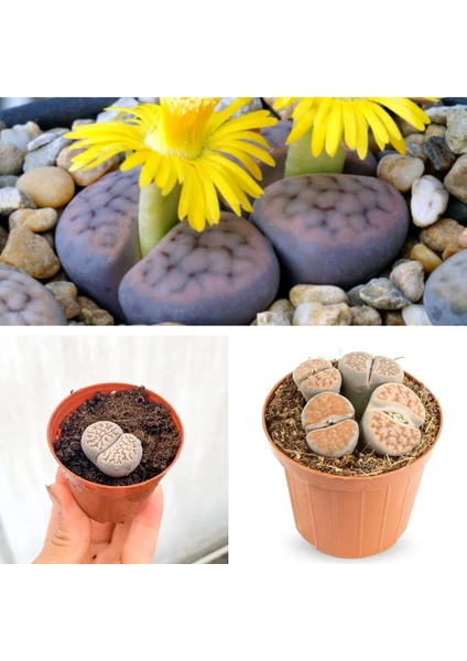 Bitkim Sende Taş Kaktüs Özel Tür Lithops 5.5 Saksıda