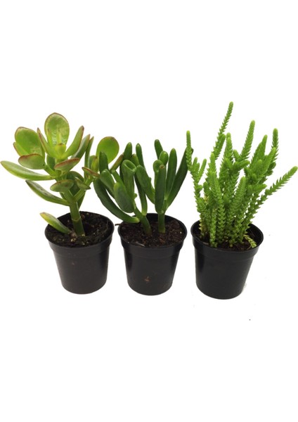 Crassula Para Ağacı Seti 3 Adet Bitki