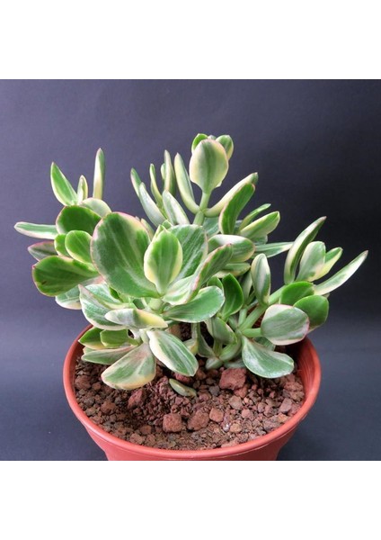 Serada Decor Plant Crassula Ovata Variegata(Para Ağacı) Jade Plant