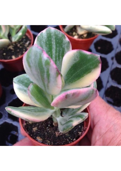 Serada Decor Plant Crassula Ovata Variegata(Para Ağacı) Jade Plant