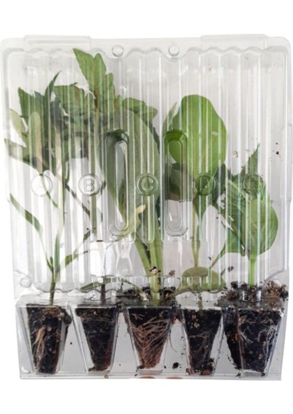 Saksılık Bonsai Çeri Domates Fidesi (5 Adet) Bol Verimli