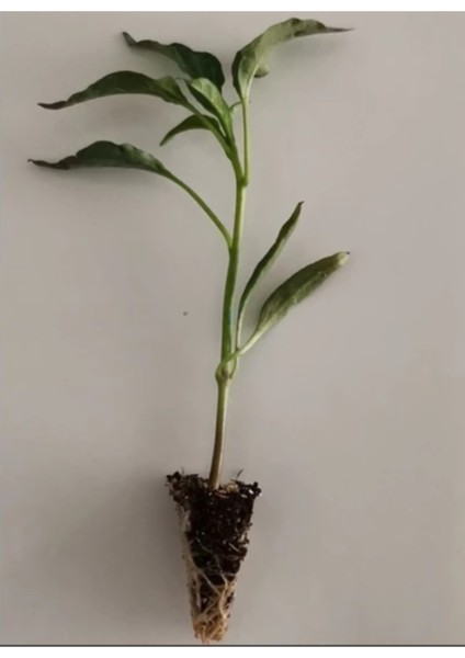 Demre Biberi Fidesi 20 Li Ambalaj fiyatları