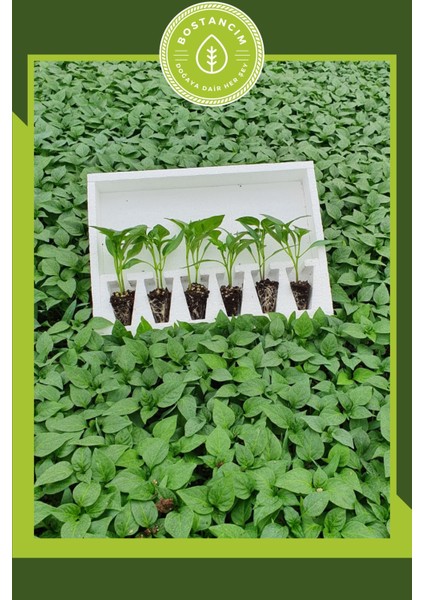 Tatlı Sivri Biber Fidesi (6'lı Ambalaj) Bol Verimli