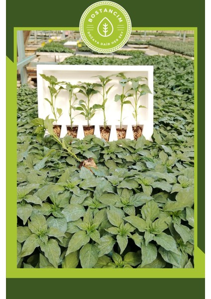 Tatlı Sivri Biber Fidesi (6'lı Ambalaj) Bol Verimli fiyatları