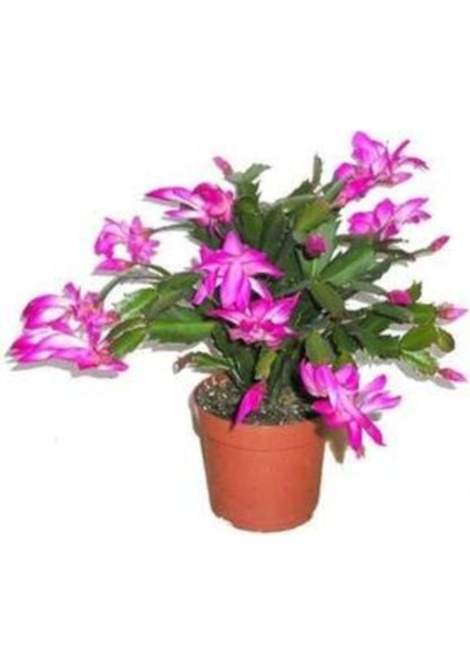 Yılbaşı Çiçeği Schlumbergera Truncata