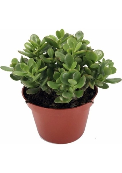 Crassula Ovata, Para Çiçeği, Şans Agaçı Jumbo Bpy