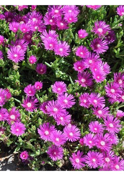 Acem Halısı 10 Adet Mor Çiçek Açan Yer Örtücü Sukulent Mezarlık Çiçeği