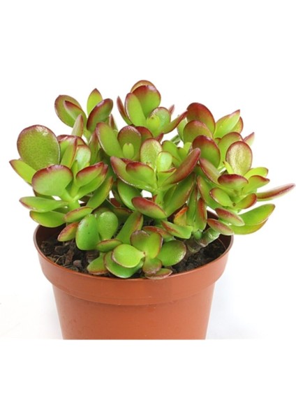 Crassula Ovata, Para Çiçeği, Şans Agaçı Large