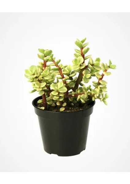 Portulacaria Afra Variegata,fil Azığı Yeşim 5,5 Sukulent Saksısında Dolgun Formlu