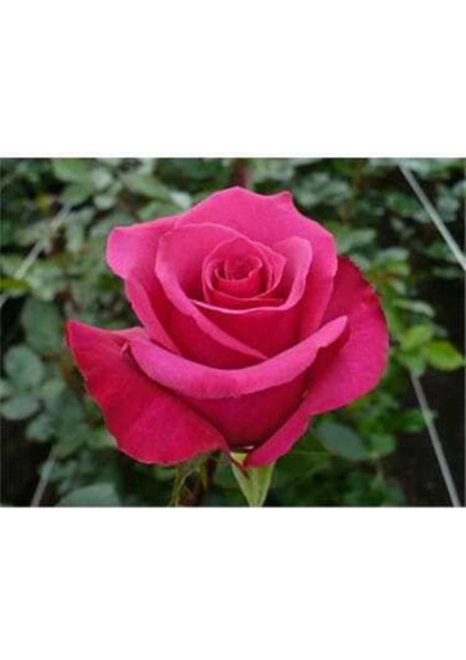 Saksılı Kokulu Pembe Gül Fidanı