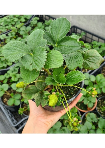 Çilek Fidesi Kokulu Yediveren Çilek 13 cm Saksıda