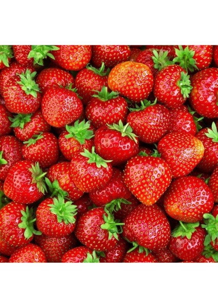 Çilek Fidesi Kokulu Yediveren Çilek 13 cm Saksıda