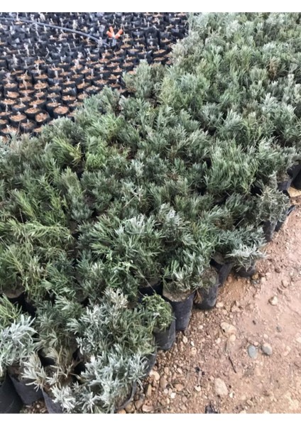 Köklenmiş Poşet Tüplü Lavanta Fidanı 1 Adet 15 - 25 cm Intermedia