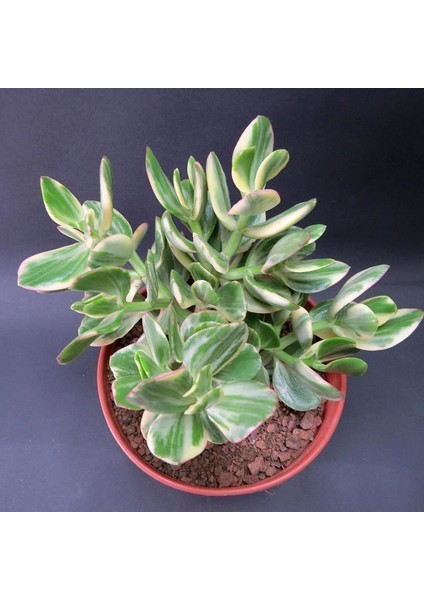 Serada Decor Plant Crassula Ovata Variegata(Para Ağacı) Jade Plant