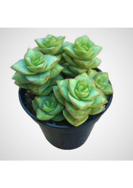 Crassula Perforata 5.5.mini Sukulent Saksısında