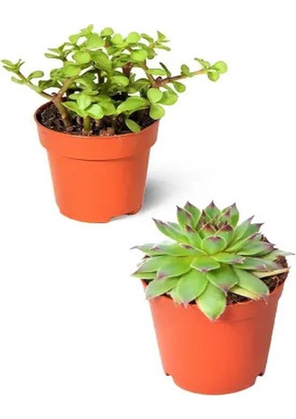 2'li Set Crassula Portulacaria Afra Succulent Sempervivum Sukulent Dolgun Formlu