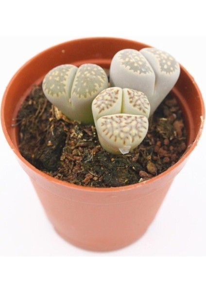 Lithops Taş Kaktüs