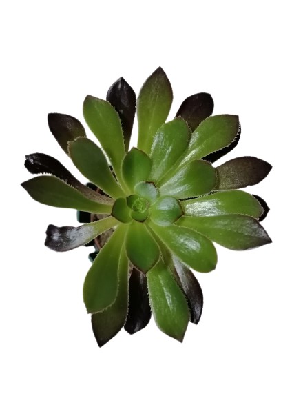 Aeonium Arboreum Var. Atropurpureum Sukulent Bitki