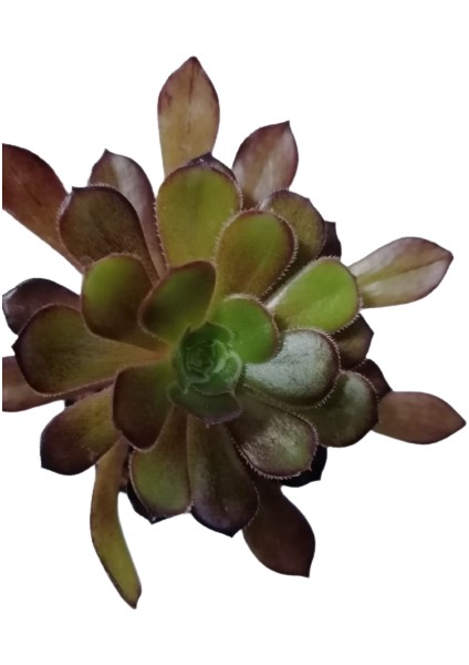 Aeonium Arboreum Var. Atropurpureum Sukulent Bitki