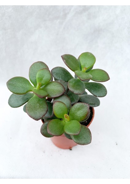 Crassula Ovata Sukulent Para Ağacı Şans Bitkisi 5.5 cm Saksıda