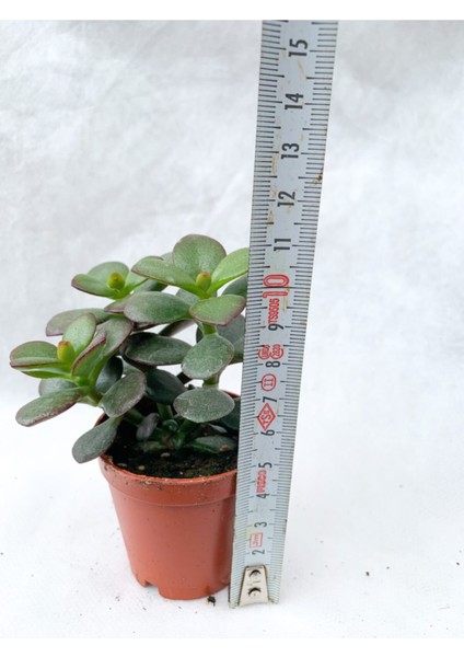 Crassula Ovata Sukulent Para Ağacı Şans Bitkisi 5.5 cm Saksıda