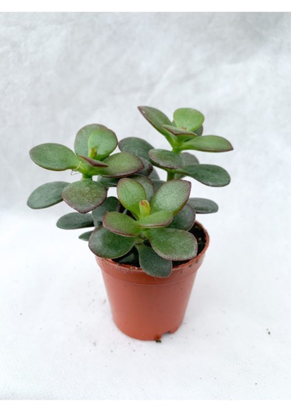 Crassula Ovata Sukulent Para Ağacı Şans Bitkisi 5.5 cm Saksıda