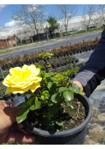 2 Adet Gül Fidanları