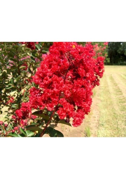 Kırmızı Oya Ağacı Fidanı 60 cm