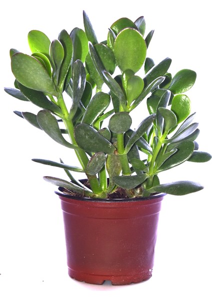 Para Ağacı Çiçeği Yeşim Bitkisi Crassula Ovata Fidanı Dolgun 20-25CM