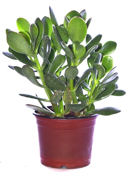 Bitkim Sende Para Ağacı Çiçeği Yeşim Bitkisi Crassula Ovata Fidanı Dolgun 20-25CM