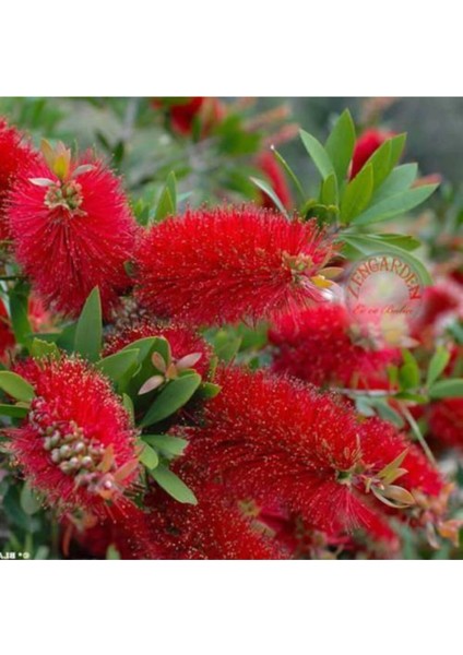 Fırça Çalısı Fidanı Callistemon Leavis, 50-70 cm Saksıda fiyatları