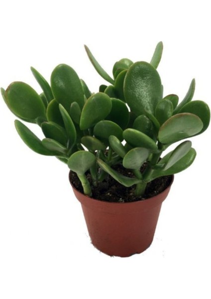 Crassula Ovata / Şans-Para Çiçeği