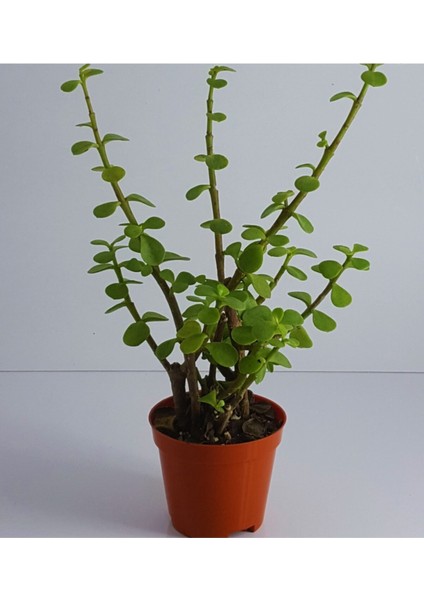 Crassula Bonsai Porticulara Afra Yesim Ağacı Şans Bitkisi Sukulent 8.cm Saksıda