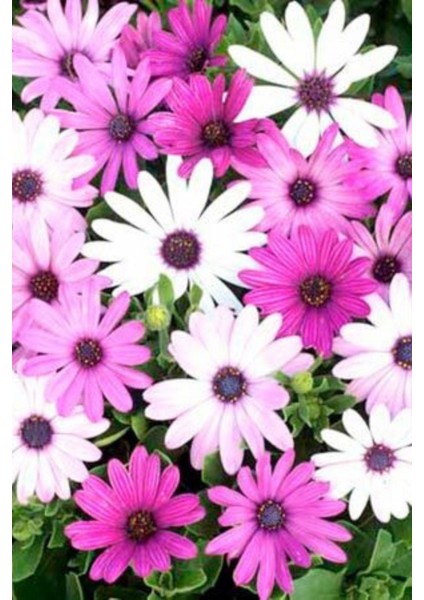 Bodrum Papatyası Osteospermum Ecklonis