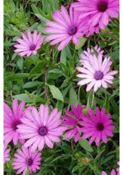 Bodrum Papatyası Osteospermum Ecklonis