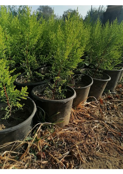 Limon Selvi 10 Adet Kokulu Limon(Cupressus Macrocarpa Goldcrest) Saksılı 30-35 cm fiyatları