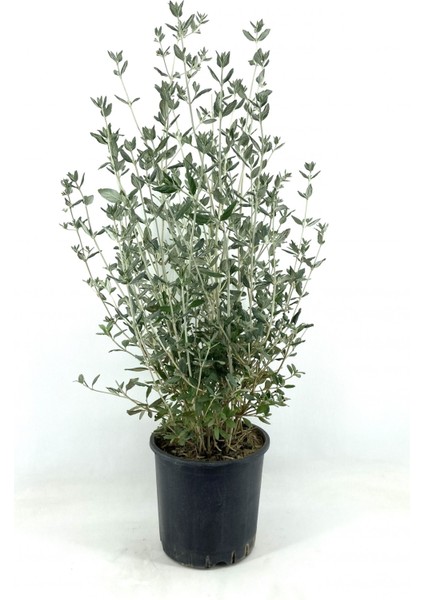 Zeytin Çalısı 40-50 cm 2 Adet