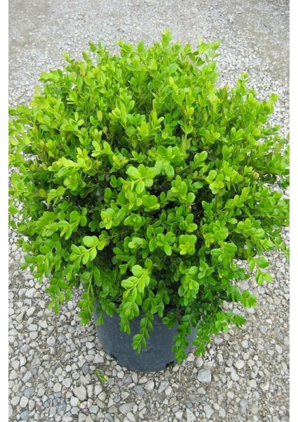 Şimşir 20-40 Cm(Buxus Japonica Rococo ) Dış Mekan Süs Bitkisi