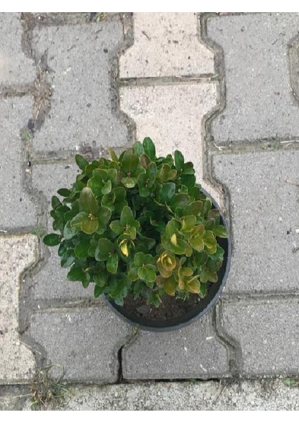 Şimşir 20-40 Cm(Buxus Japonica Rococo ) Dış Mekan Süs Bitkisi modelleri