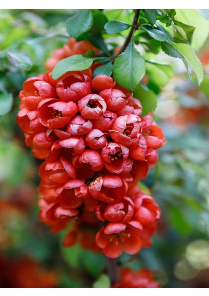 Yörük Gelini (Japanese Quince) Bol Çiçekli Süs Bitkisi Dış Mekan Bitkisi