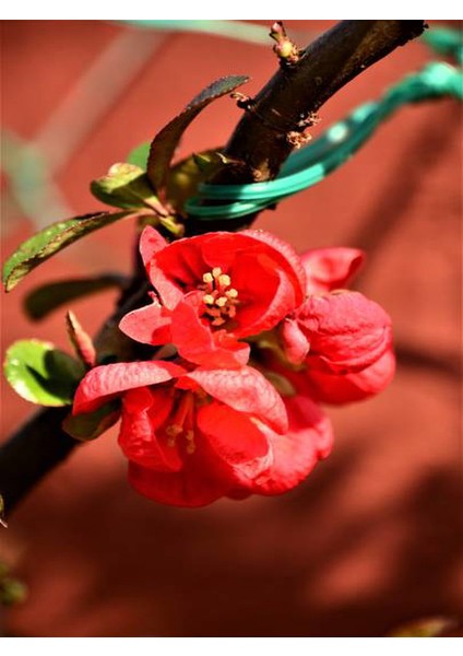 Yörük Gelini (Japanese Quince) Bol Çiçekli Süs Bitkisi Dış Mekan Bitkisi