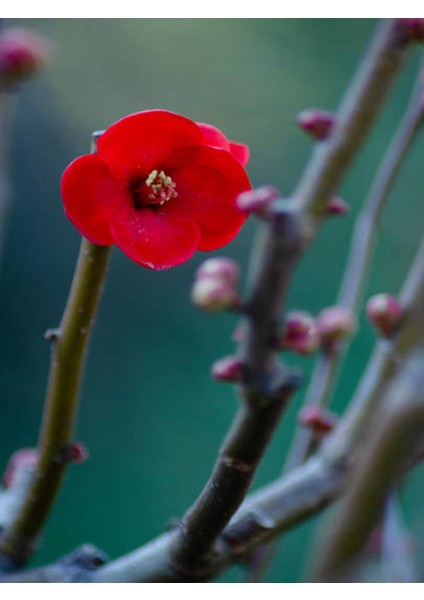 Yörük Gelini (Japanese Quince) Bol Çiçekli Süs Bitkisi Dış Mekan Bitkisi