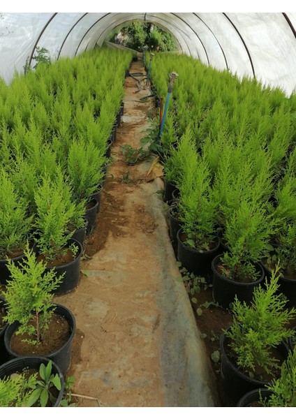Limon Selvi 10 Adet Kokulu Limon(Cupressus Macrocarpa Goldcrest) Saksılı 50-60 cm modelleri