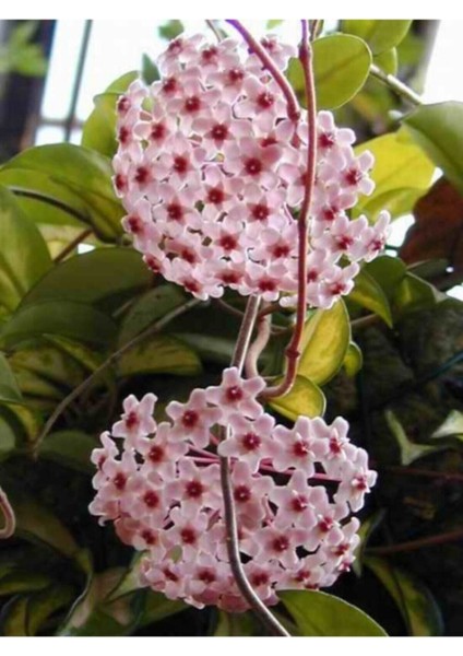 Mum Çiçeği Fidanı 30 cm Kokulu Pembe Renk fiyatları