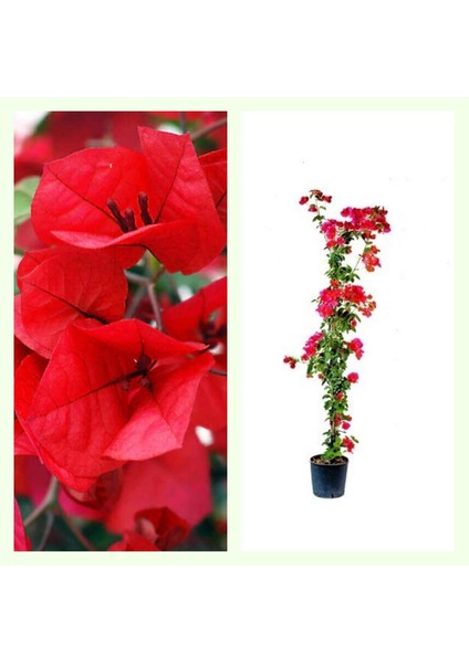 Bitkim Sende Sarmaşık Begonvil Sarmaşık Kırmızı Renk - Kırmızı (Bougainvillea Alexandra)