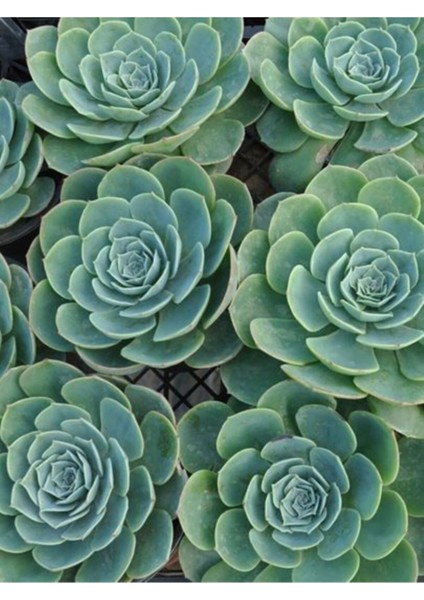 Dev Boy Xxl Echeveria Glauca (Aşkın Gözyaşı) Sukulent Bitki