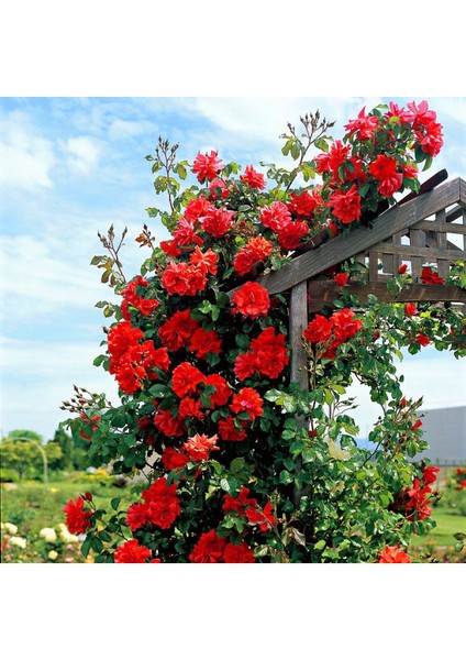 Kırmızı Sarmaşık Gül Fidanı Kokulu Tüplü 90-140 cm
