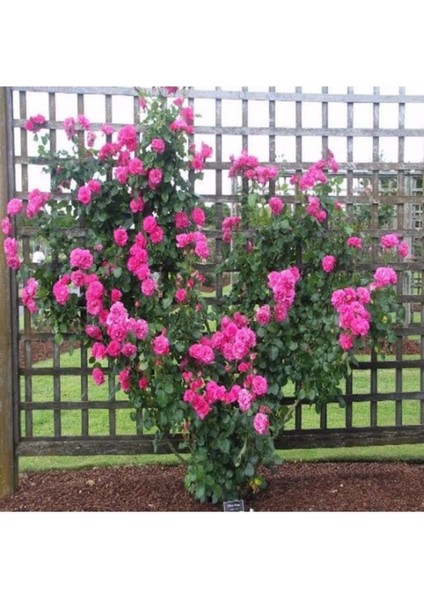 Pembe Sarmaşık Gül Fidanı Kokulu Tüplü 90-140 cm