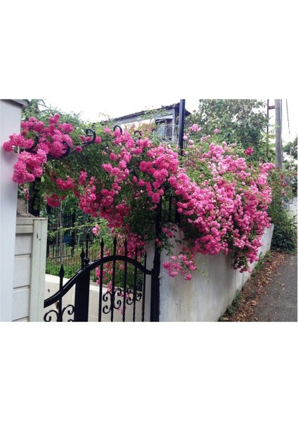 Pembe Sarmaşık Gül Fidanı Kokulu Tüplü 90-140 cm