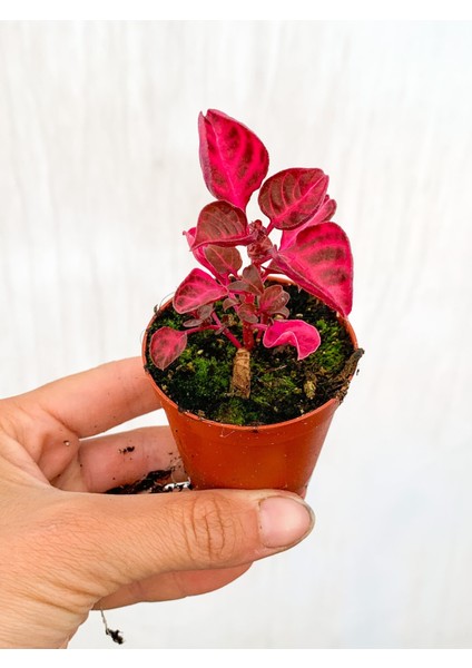 Çingene Şalvarı Bitkisi Iresine Herbstii 5.5 cm Mini Saksıda